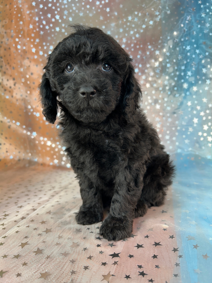 Jet Black Female Moyen Poodle Puppy for Sale DOB 8-7-2026 $750